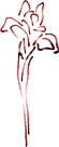 Цветы у Нины
