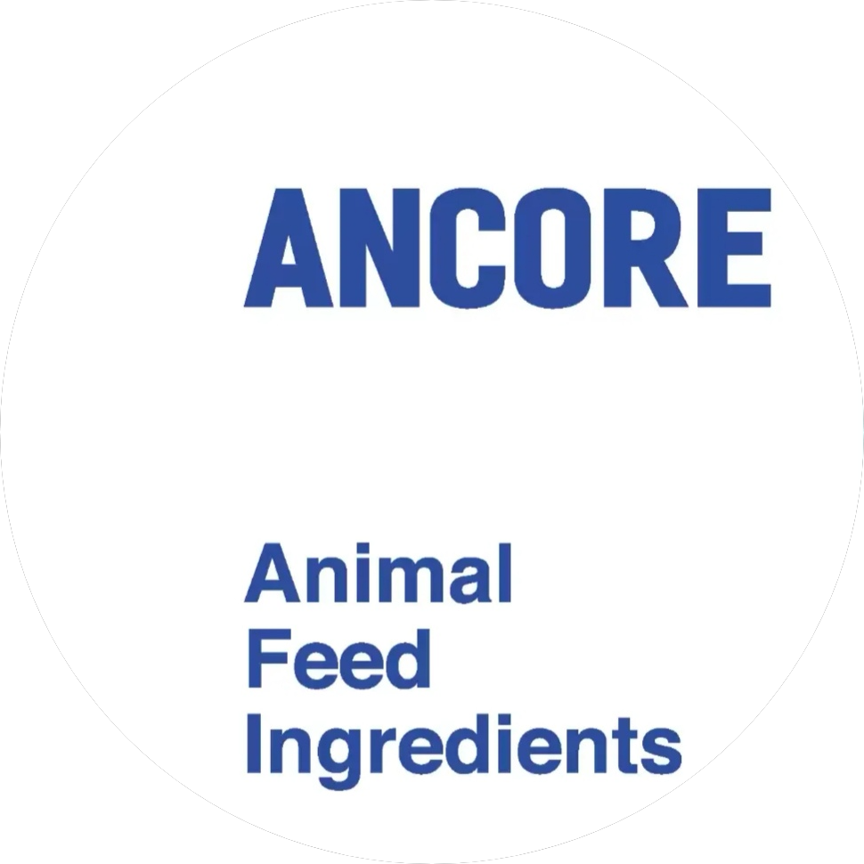 Ancore
