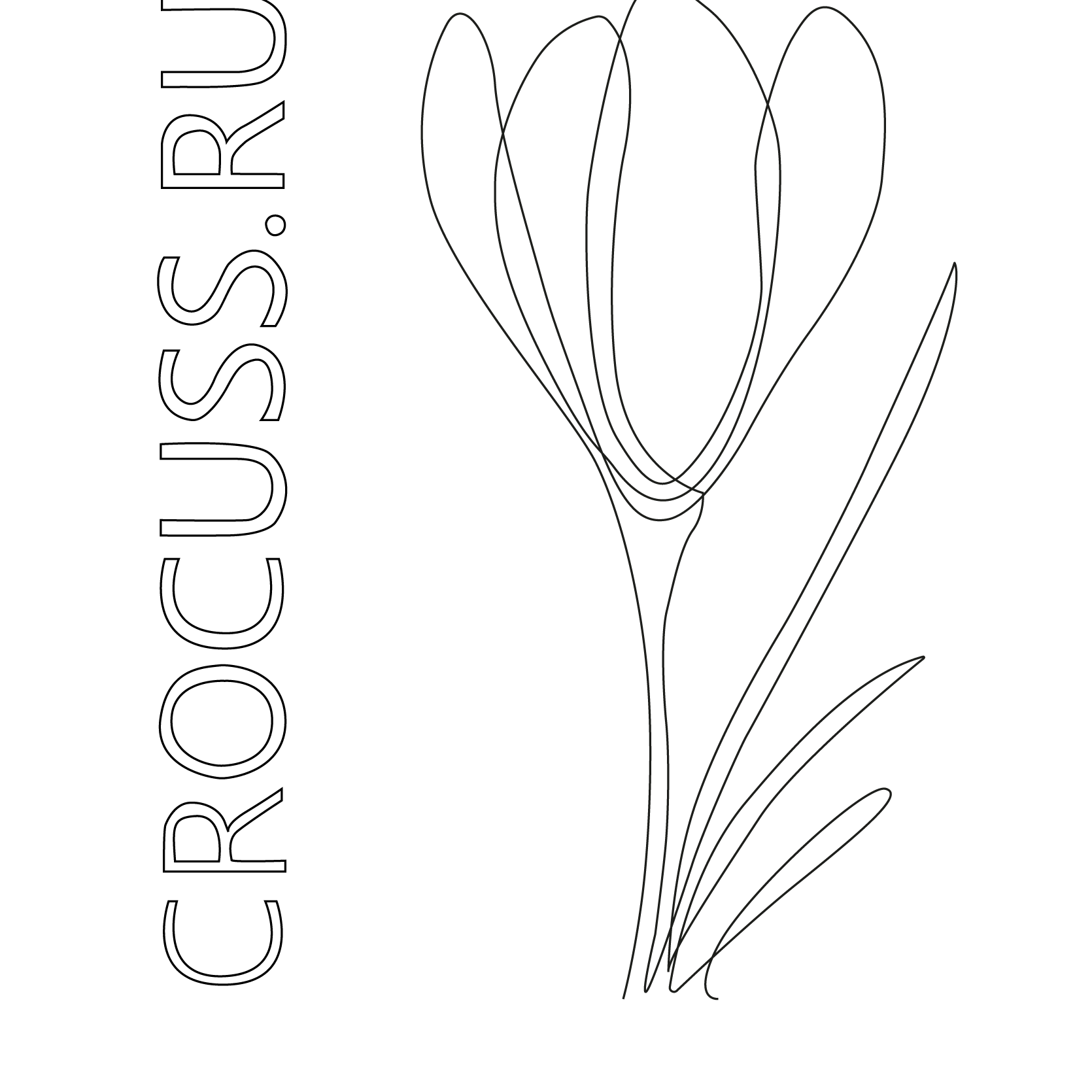 Crocuss